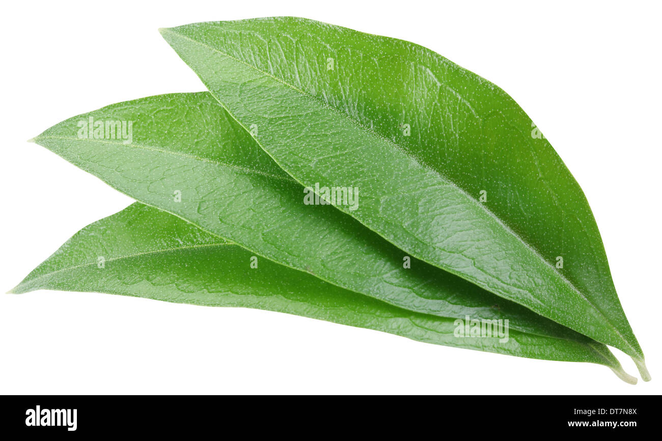 Tre foglie verdi isolati su sfondo bianco. Percorso di clipping. Foto Stock