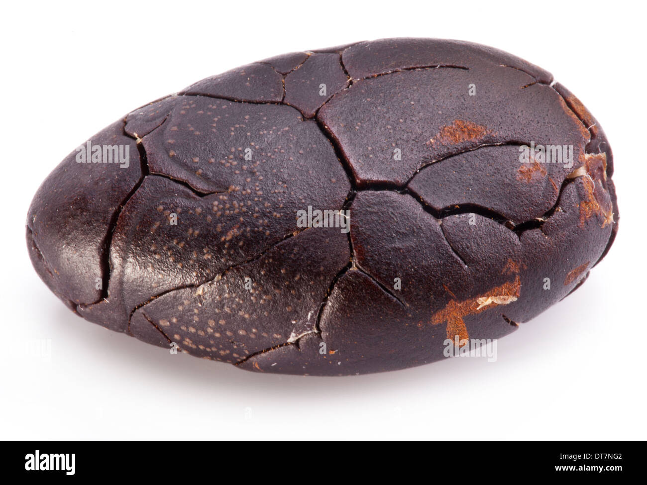 Le fave di cacao su uno sfondo bianco. Foto Stock