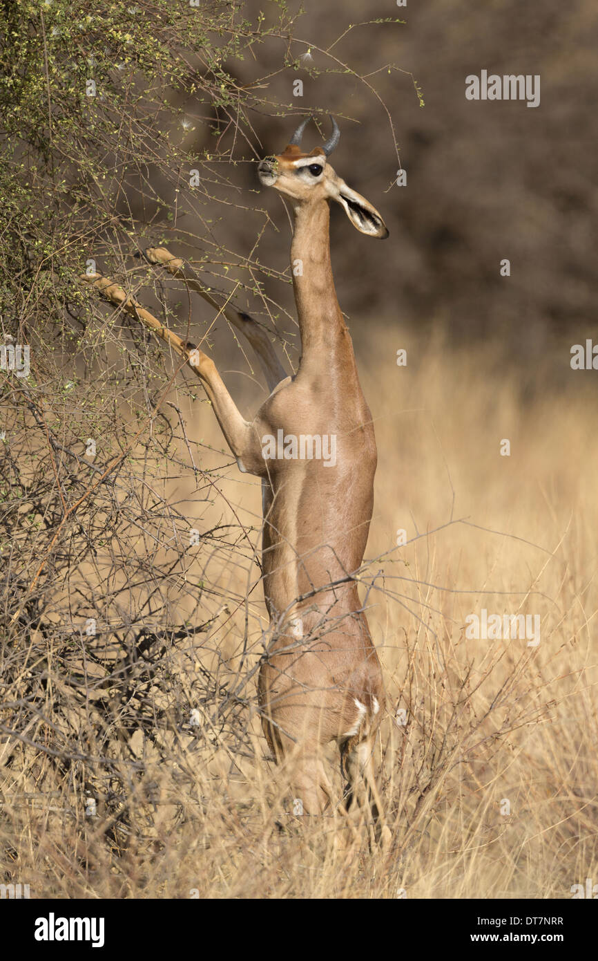 Gerenuk (Litocranius walleri) maschio adulto navigando su foglie in piedi sulle zampe posteriori nella savana secca Samburu Riserva nazionale Foto Stock