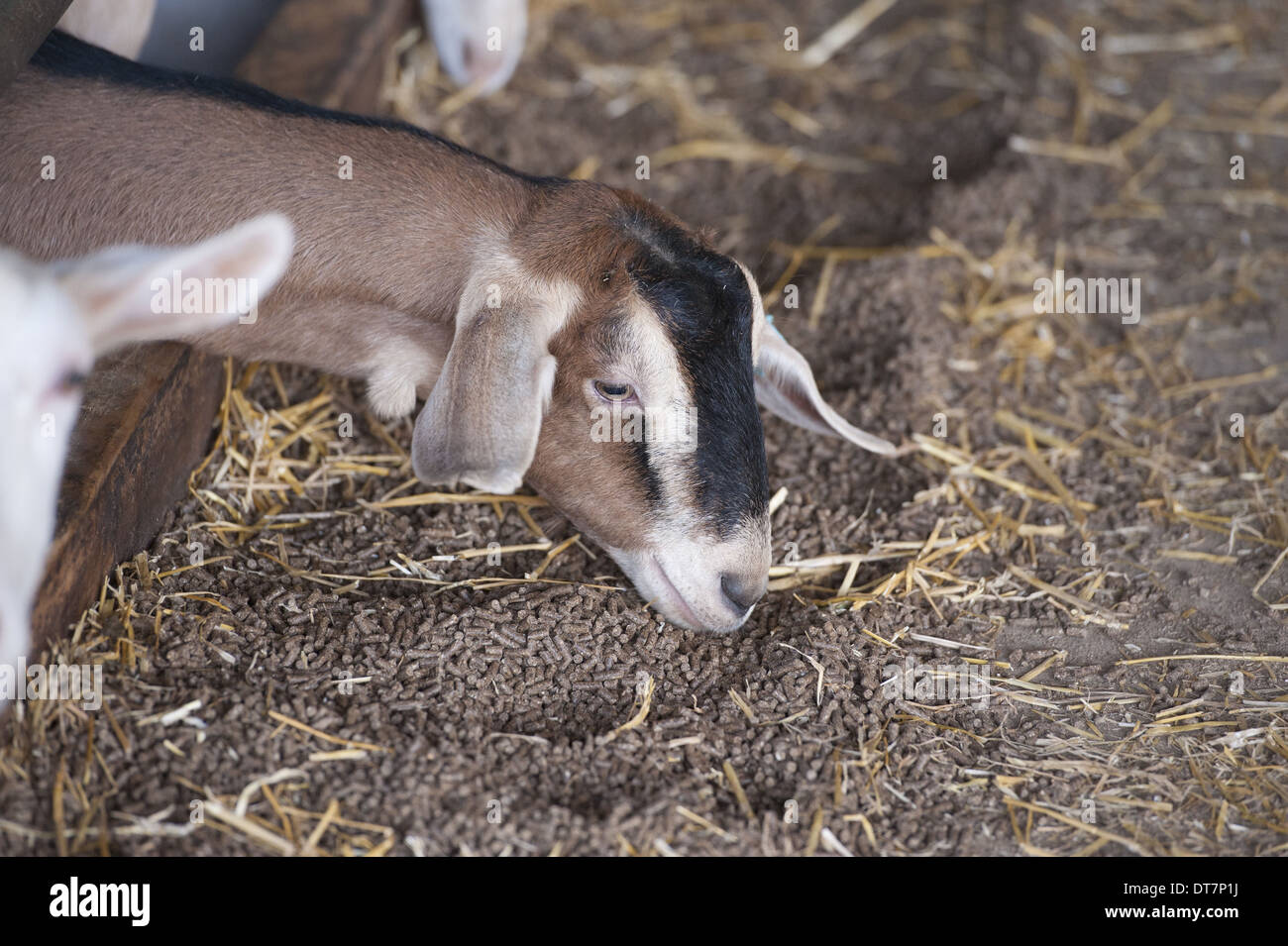 Capra domestica, Toggenburgo capra, close-up di testa, alimentando il pellet a barriera di alimentazione, Lancashire, Inghilterra, Novembre Foto Stock