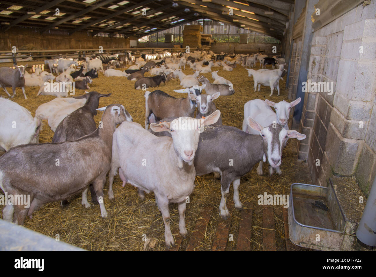 Capra domestica, Saanen, Toggenburgo e British Alpine capre, allevamento di bovini da latte in cantiere di paglia, Lancashire, Inghilterra, Novembre Foto Stock
