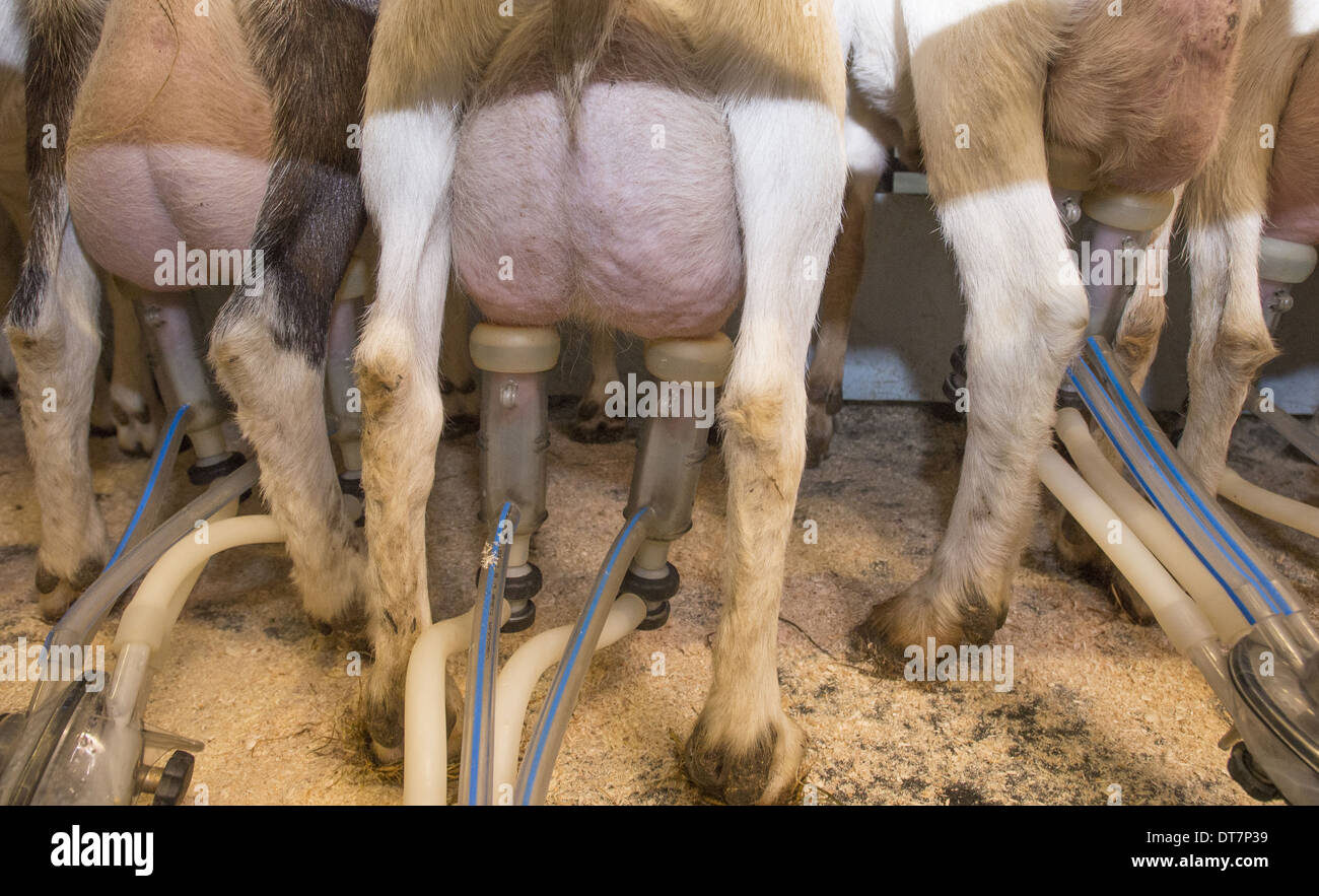 Capra domestica, Saanen e British Alpine capre, allevamento è munto in sala di mungitura, Lancashire, Inghilterra, Novembre Foto Stock