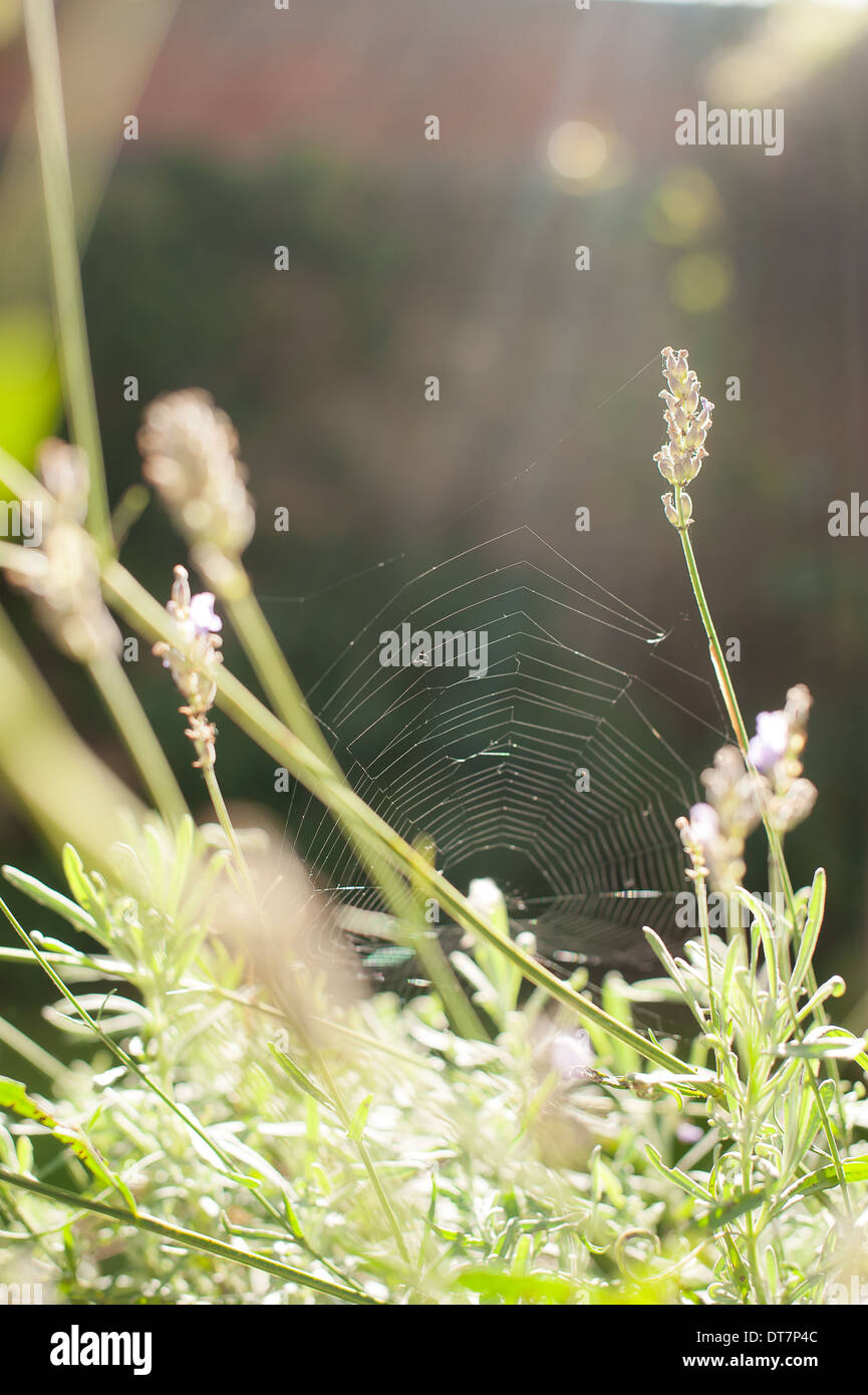 La ragnatela sulla lavanda in un giardino soleggiato. Foto Stock