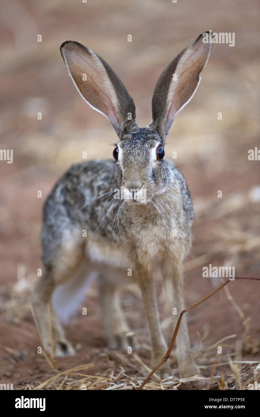 Scrub lepre (Lepus saxatilis) adulto, allarme permanente nella savana secca, Samburu riserva nazionale, Kenya, Agosto Foto Stock