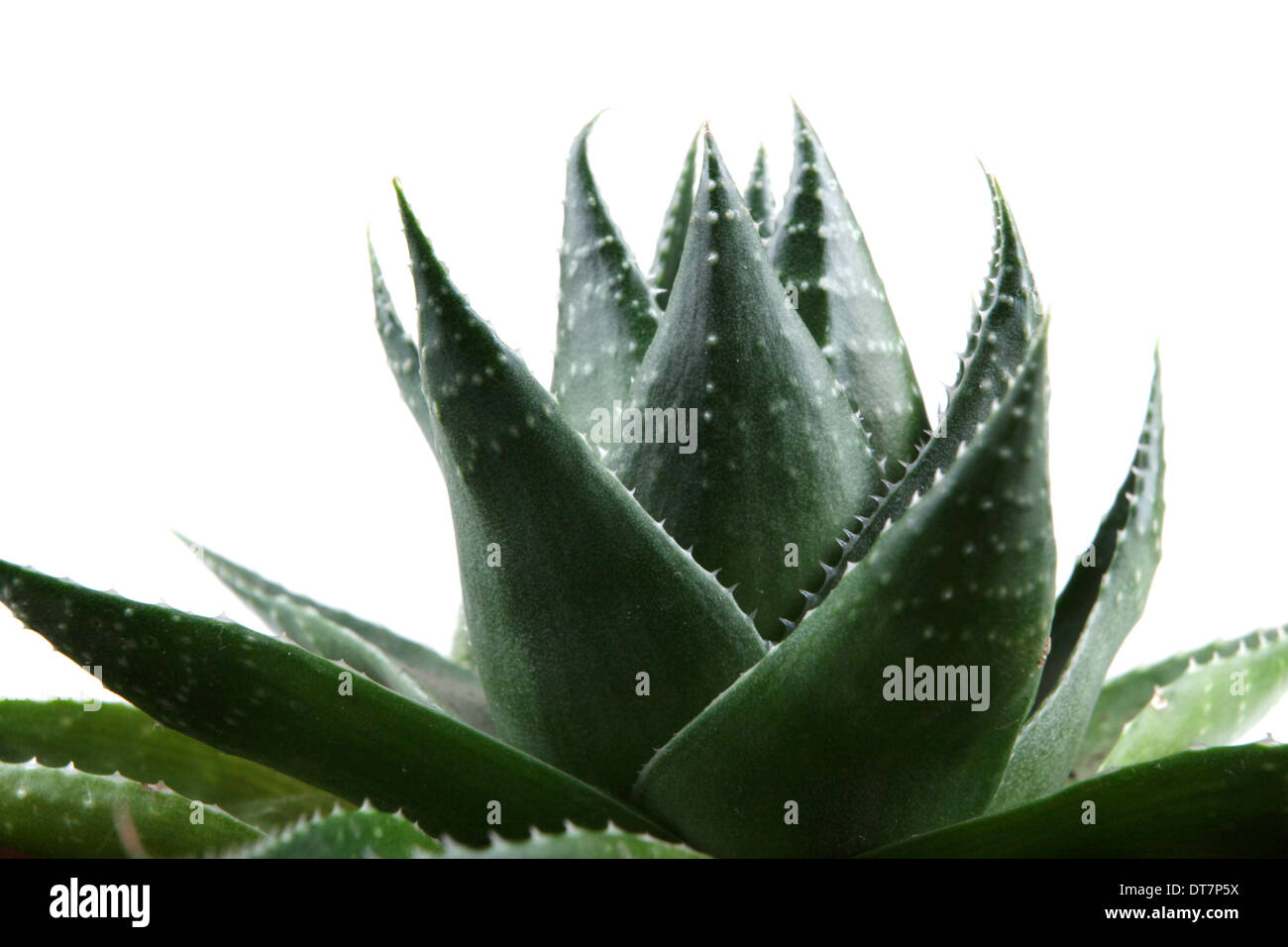 Aloe vera impianto isolato su bianco Foto Stock