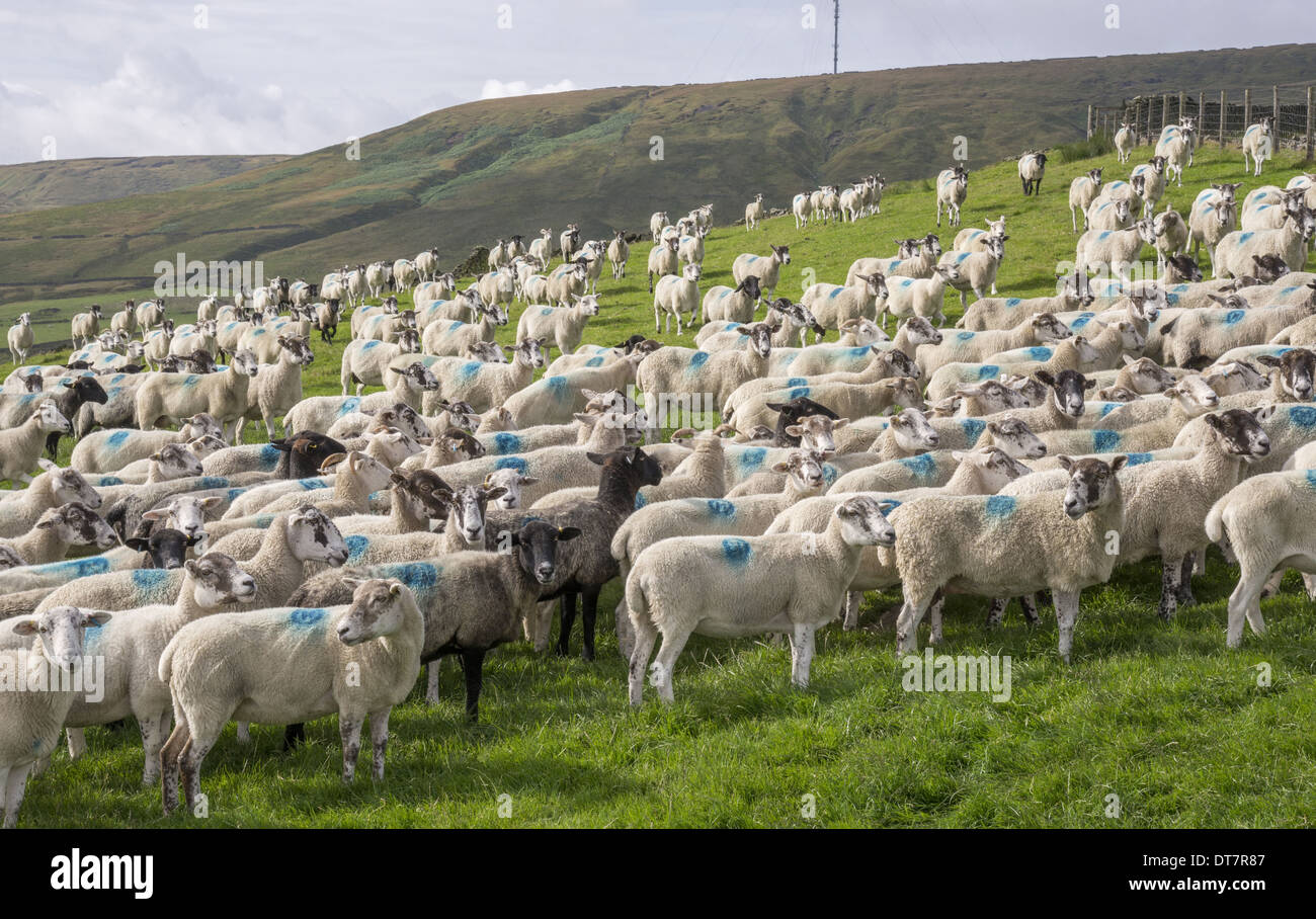 Gli animali domestici delle specie ovina, mulattiere e per metà di razza di pecore, gregge in piedi di pascolo, Leeds, West Yorkshire, Inghilterra, Agosto Foto Stock