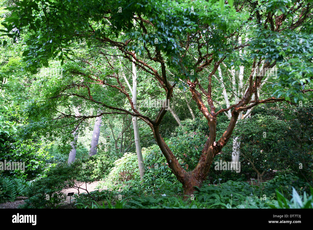 Acer griseum / paperbark maple Foto Stock