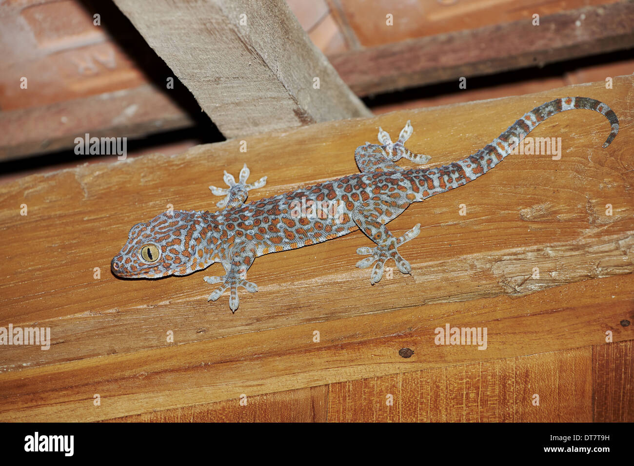 Vino di Tokay Gecko (Gecko gecko) adulto, aggrappato al soffitto della casa, Ubud, Bali, Lesser Sunda Islands, Indonesia, Luglio Foto Stock