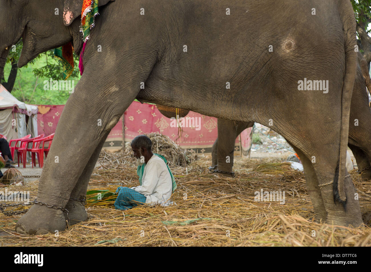 Mahout visto attraverso un arco creato dai suoi elefanti a la Haathi Bazaar, Sonepur Mela, Sonepur, Bihar, in India Foto Stock