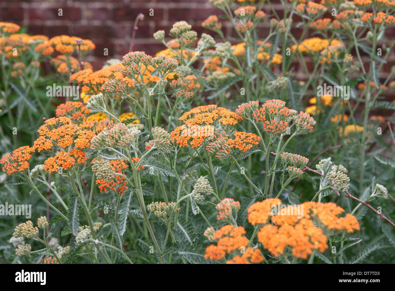 Achillea "" in terracotta / yarrow Foto Stock