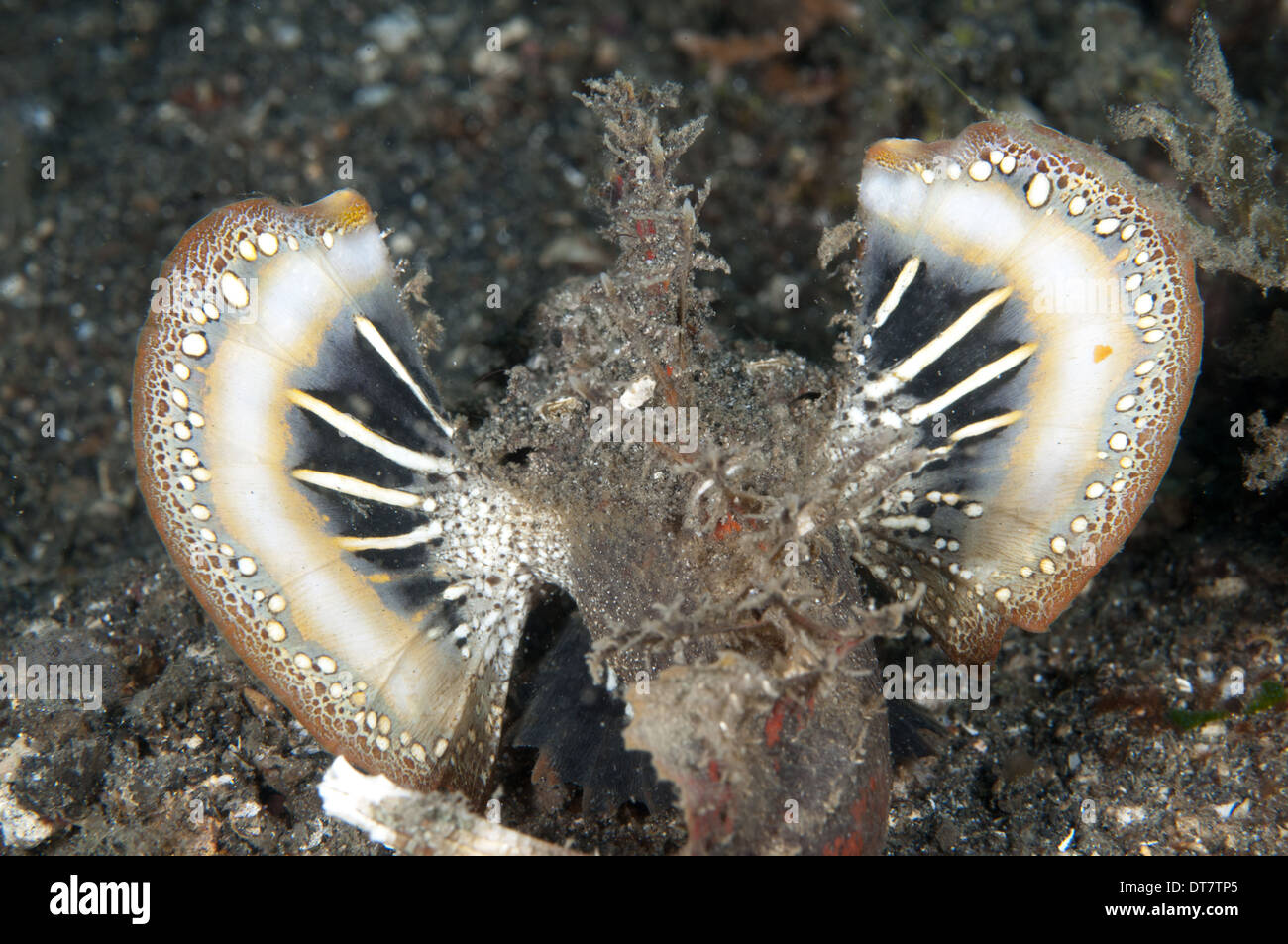 Devilfish spinosa (Inimicus didactylus) adulto con alette colorato esteso nel display di avvertimento sulla sabbia nera stretto di Lembeh Foto Stock