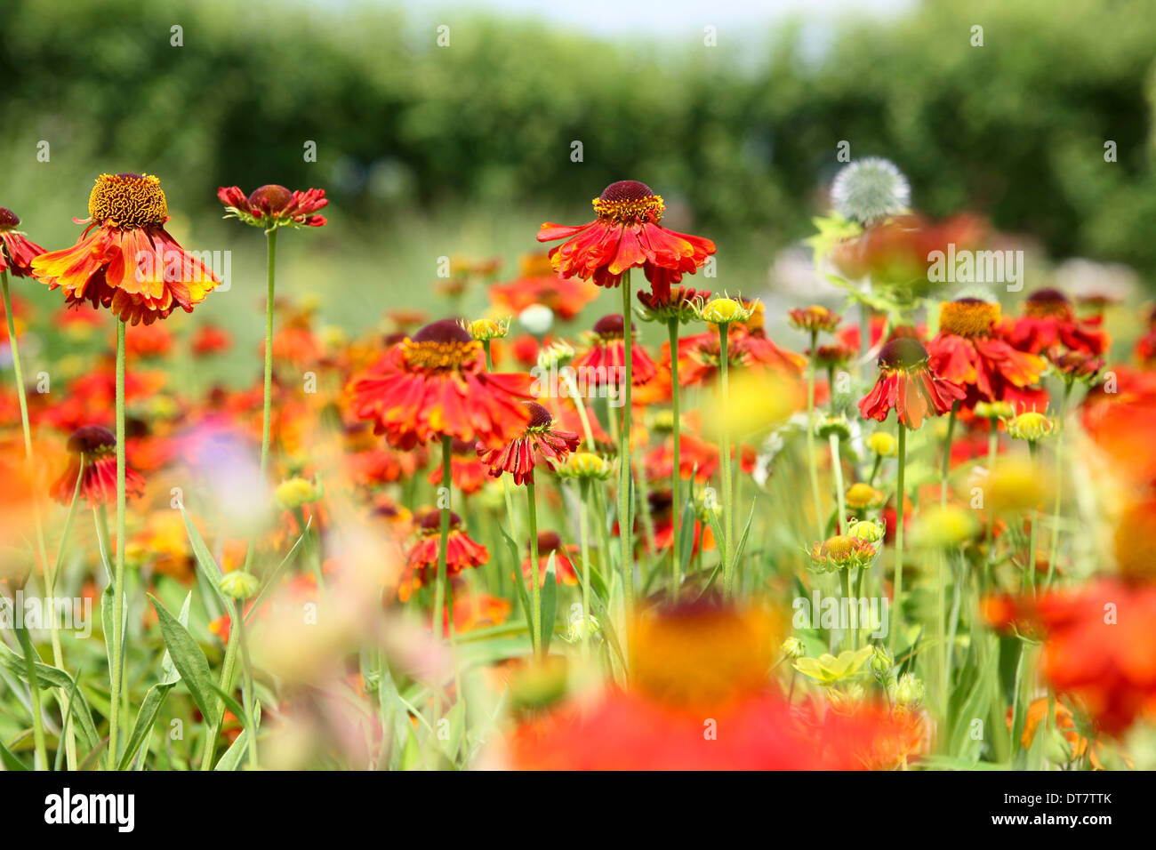 Rosso arancione Heleniums Foto Stock