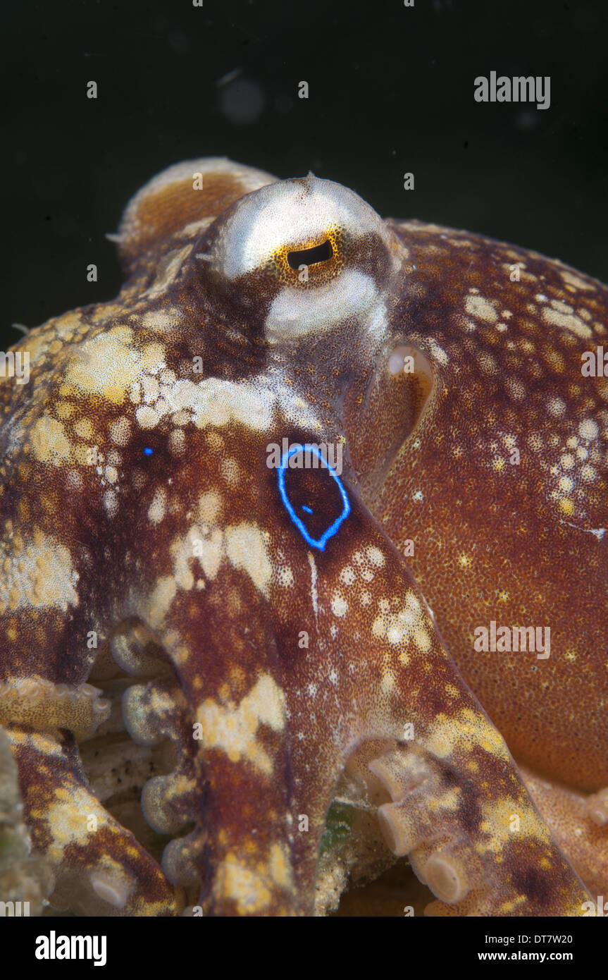 Il veleno Ocellate Polpo (Octopus mototi) adulto, Lembeh Straits, Sulawesi, Sunda Islands, Indonesia, Settembre Foto Stock
