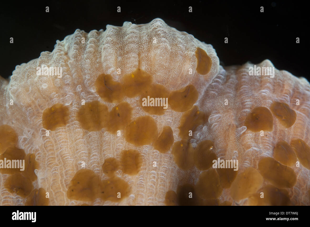 Acoel Flatworm (Waminoa sp.) adulti, gruppo su coral, Lembeh Straits, Sulawesi, Sunda Islands, Indonesia, Settembre Foto Stock