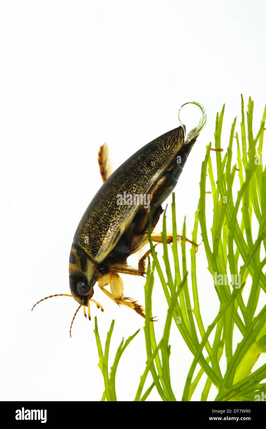 Diving Beetle (Rhantus frontalis) adulto con bolla di aria sporgente da elytra clambering over lenticchia d'acqua Wat Tyler Country Park Foto Stock