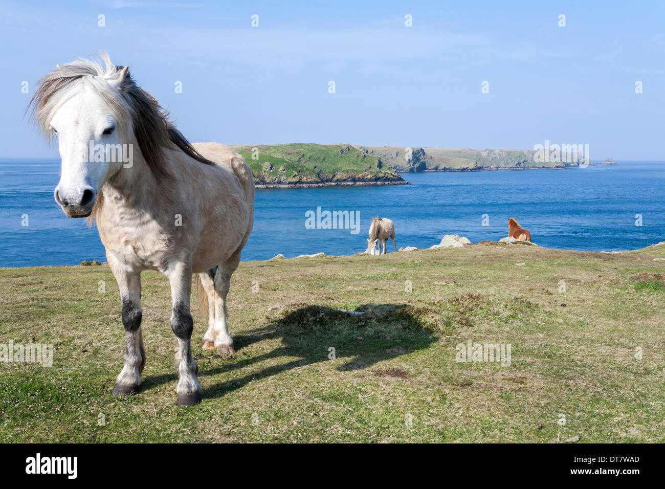 Isola di Skomer dal punto Wooltack Pembrokeshire Wales UK Foto Stock