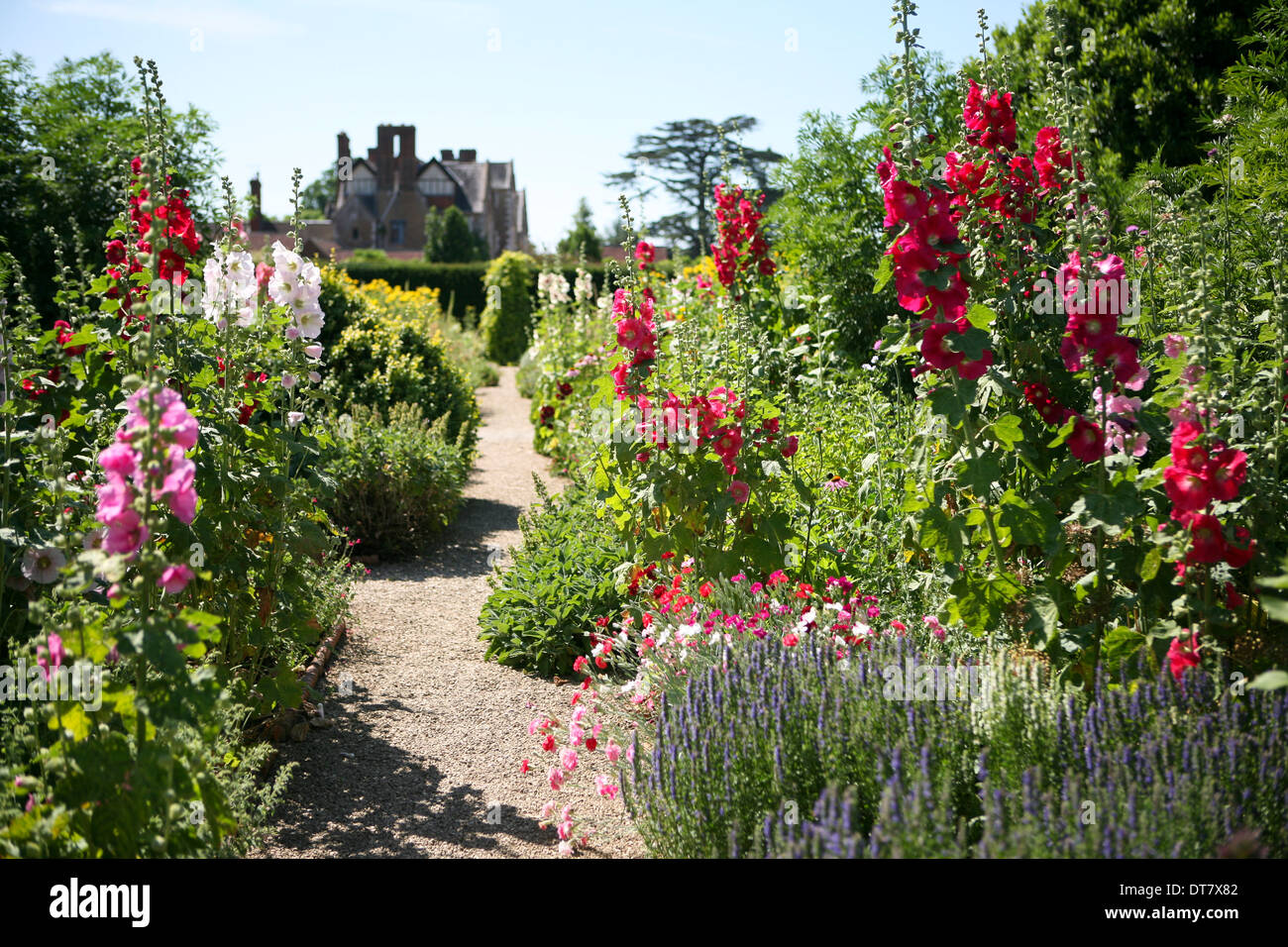 Hollyhocks al Loseley giardini, Surrey, Regno Unito Foto Stock