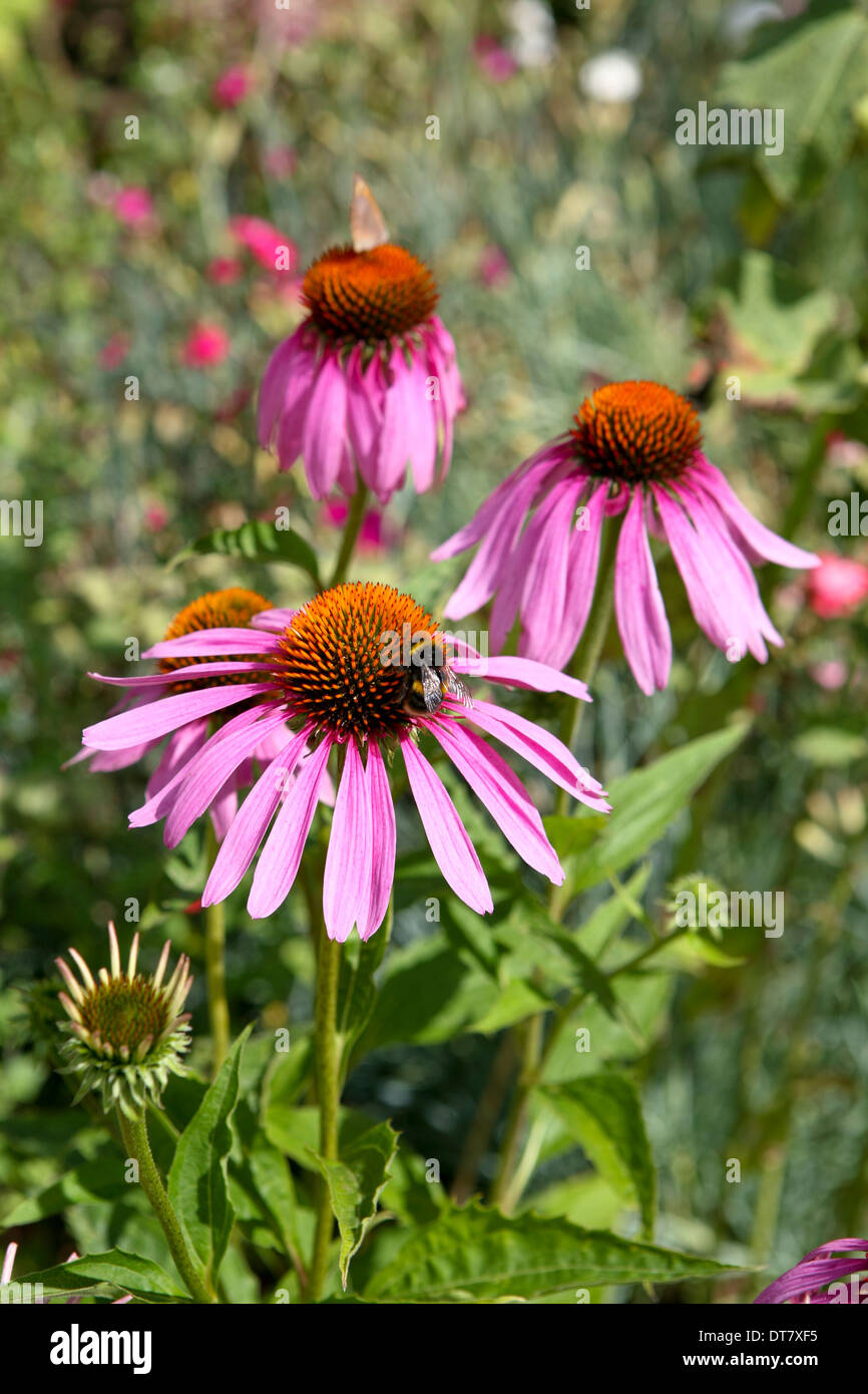 Echinacea purpurea / viola fiore a cono Foto Stock