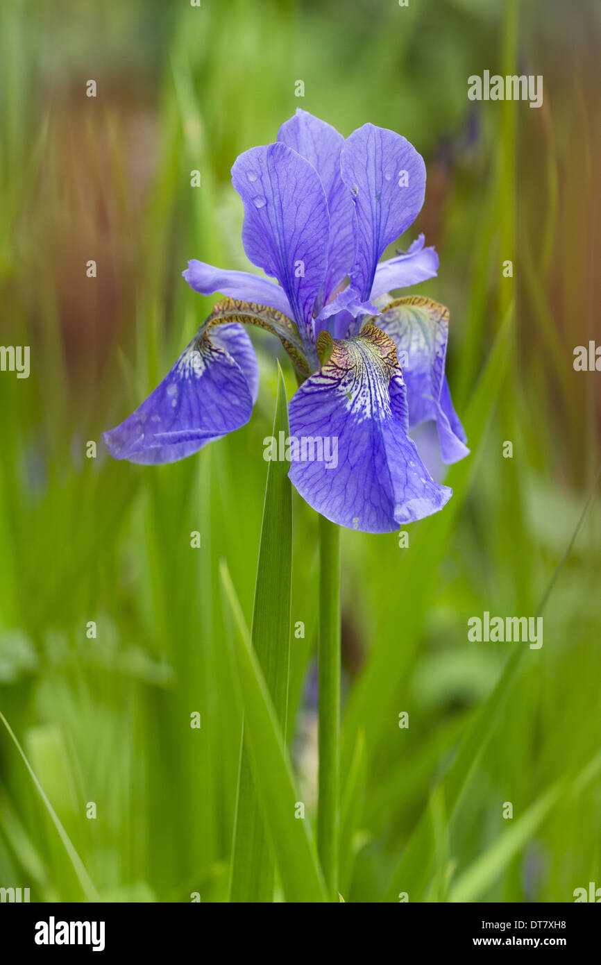 Bandiera blu (Iris Iris versicolor) fioritura, crescendo in giardino, Herefordshire, Inghilterra, può Foto Stock