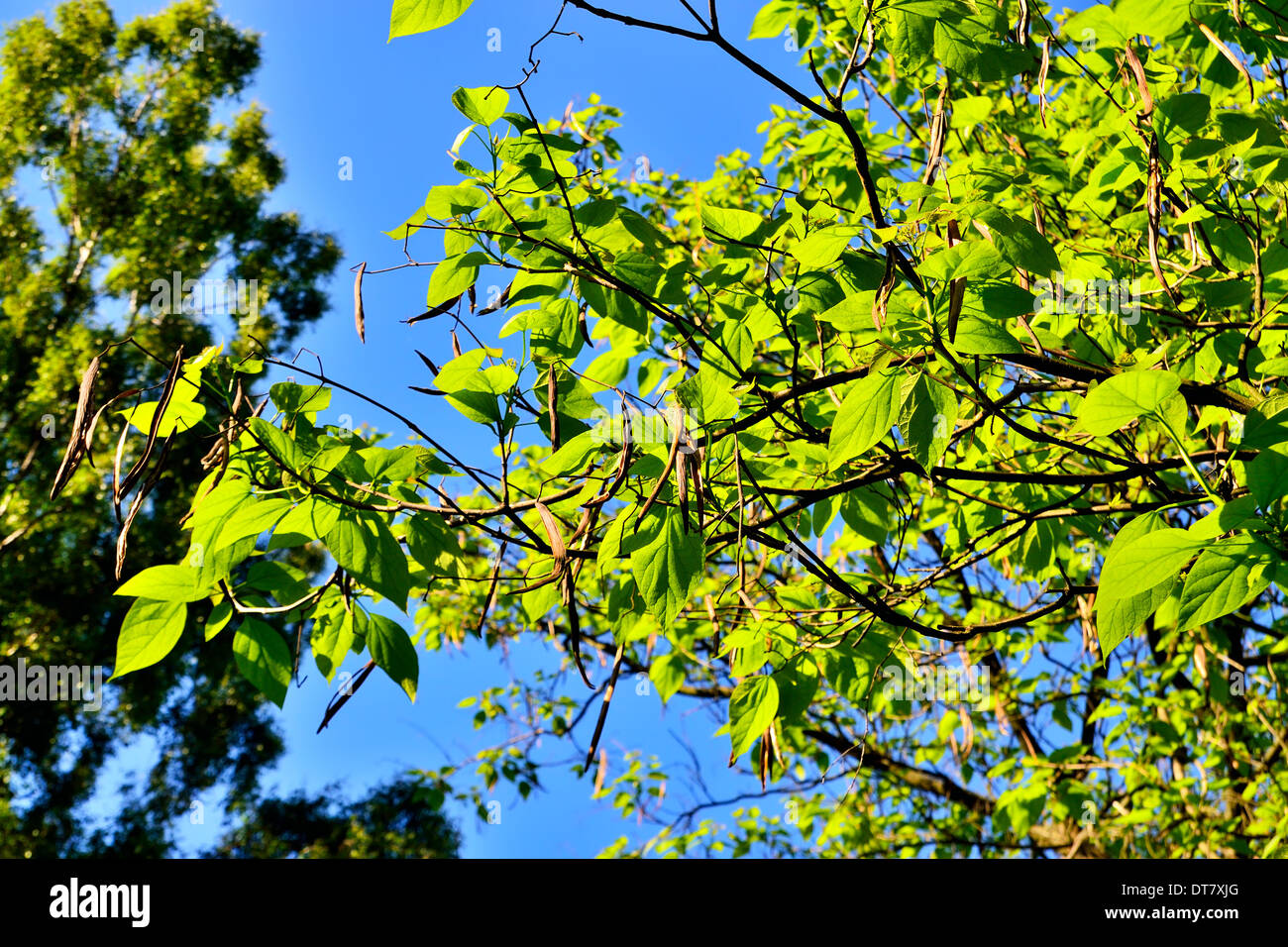 Catalpa bignonioides. Foglie e frutti closeup contro il cielo blu Foto Stock