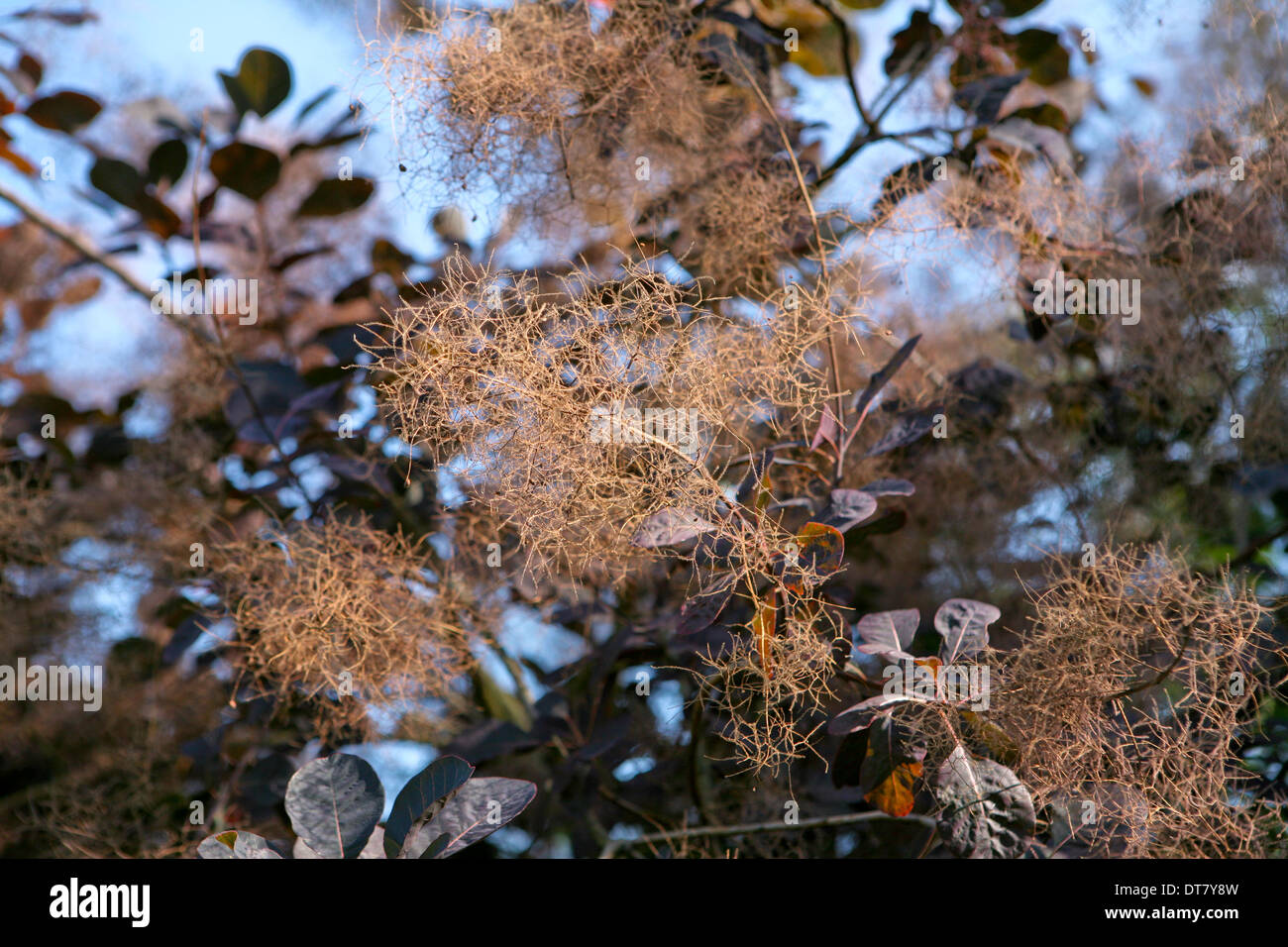 Cotinus coggygria 'Royal Purple' / smoke bush, coperto di fumo delicato come fiori Foto Stock