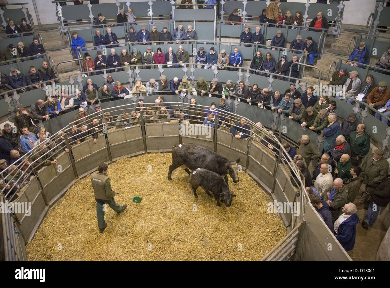 Mercato del bestiame, per la vendita di carni bovine Vacca e vitello in anello d'aste, Bakewell, Derbyshire, Inghilterra, Dicembre Foto Stock