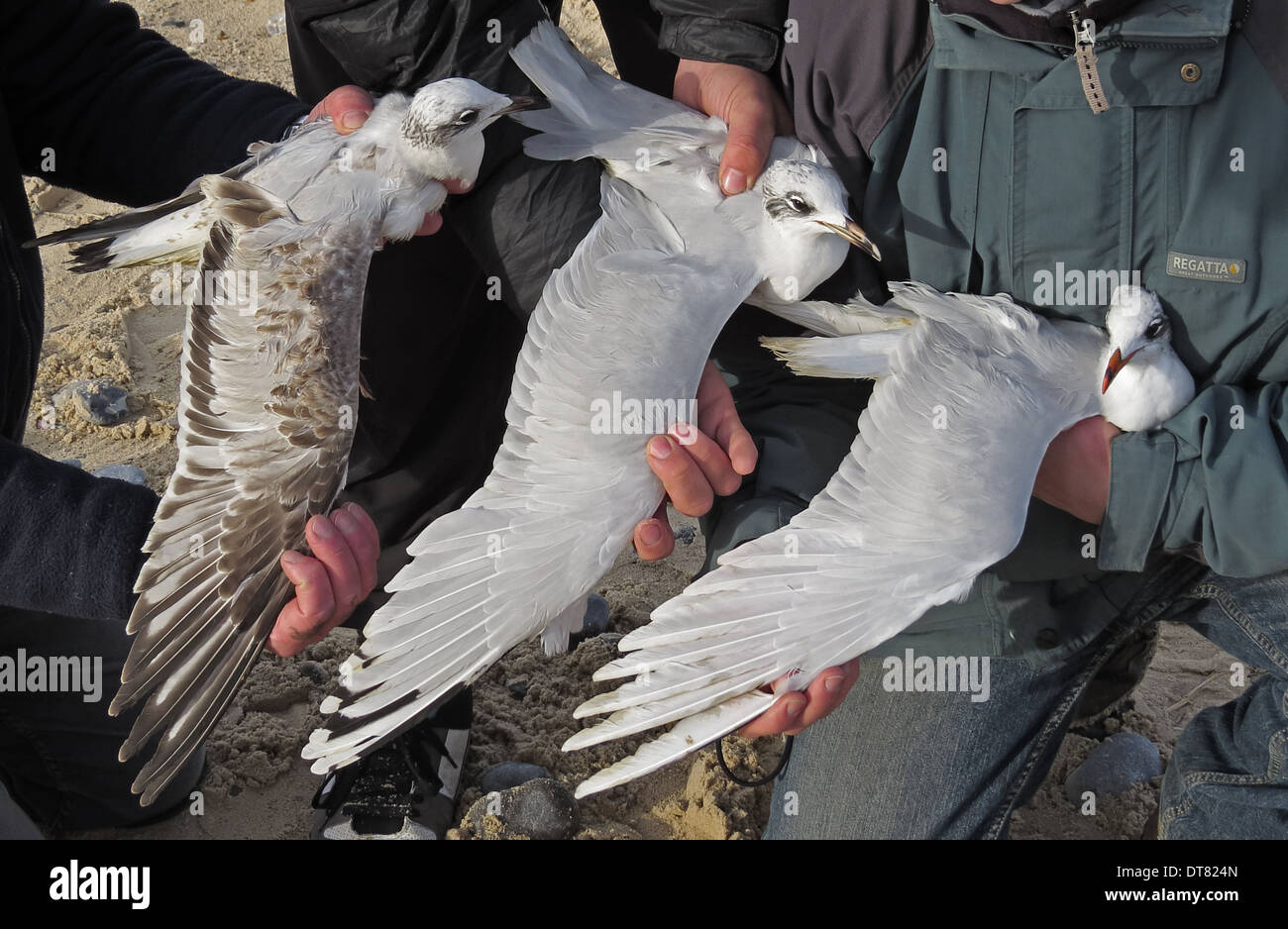 Gabbiano mediterraneo (Larus melanocephalus) primo inverno del piumaggio secondo piumaggio invernale e adulto piumaggio invernale tenuto in mano per Foto Stock