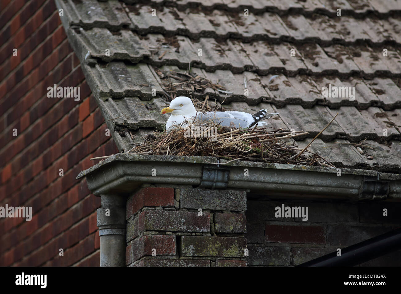 Aringa Gabbiano (Larus argentatus) adulto, allevamento del piumaggio, nesting sul tetto, Dorset, Inghilterra, può Foto Stock Aringa Gabbiano (Larus argentatus) adulto, allevamento del piumaggio, nesting sul tetto, Dorset, Inghilterra, può Foto Stock