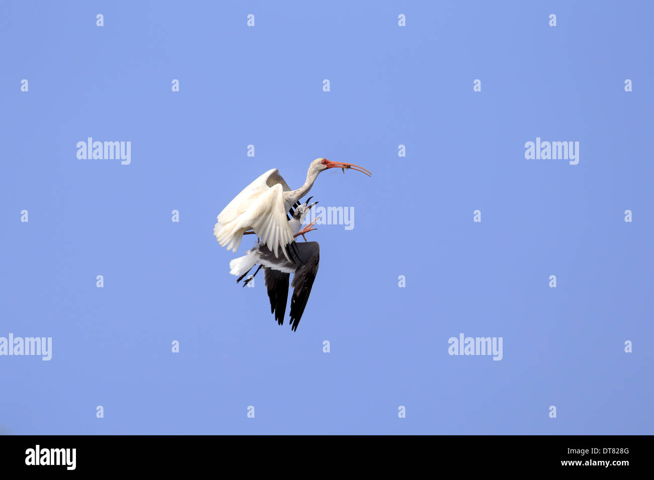Americano bianco Ibis (Eudocimus albus) adulto in volo con il cibo nel becco di essere disturbato da ridere gabbiano (Larus atricilla) Foto Stock