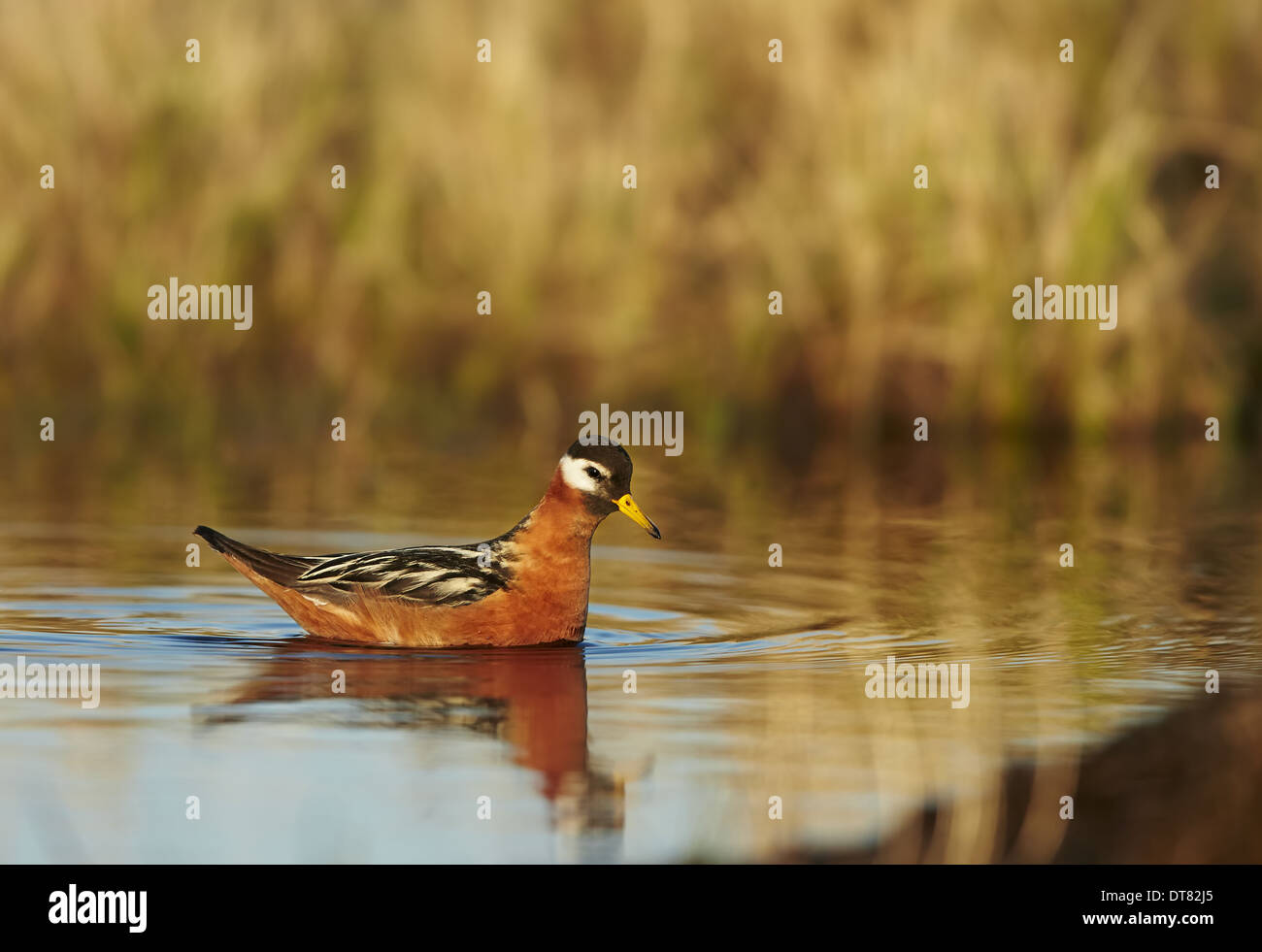 Grigio (Phalarope Phalaropus fulicarius) femmina adulta del piumaggio di allevamento nuotare sulla tundra piscina vicino a Barrow Alaska U.S.A. Giugno Foto Stock