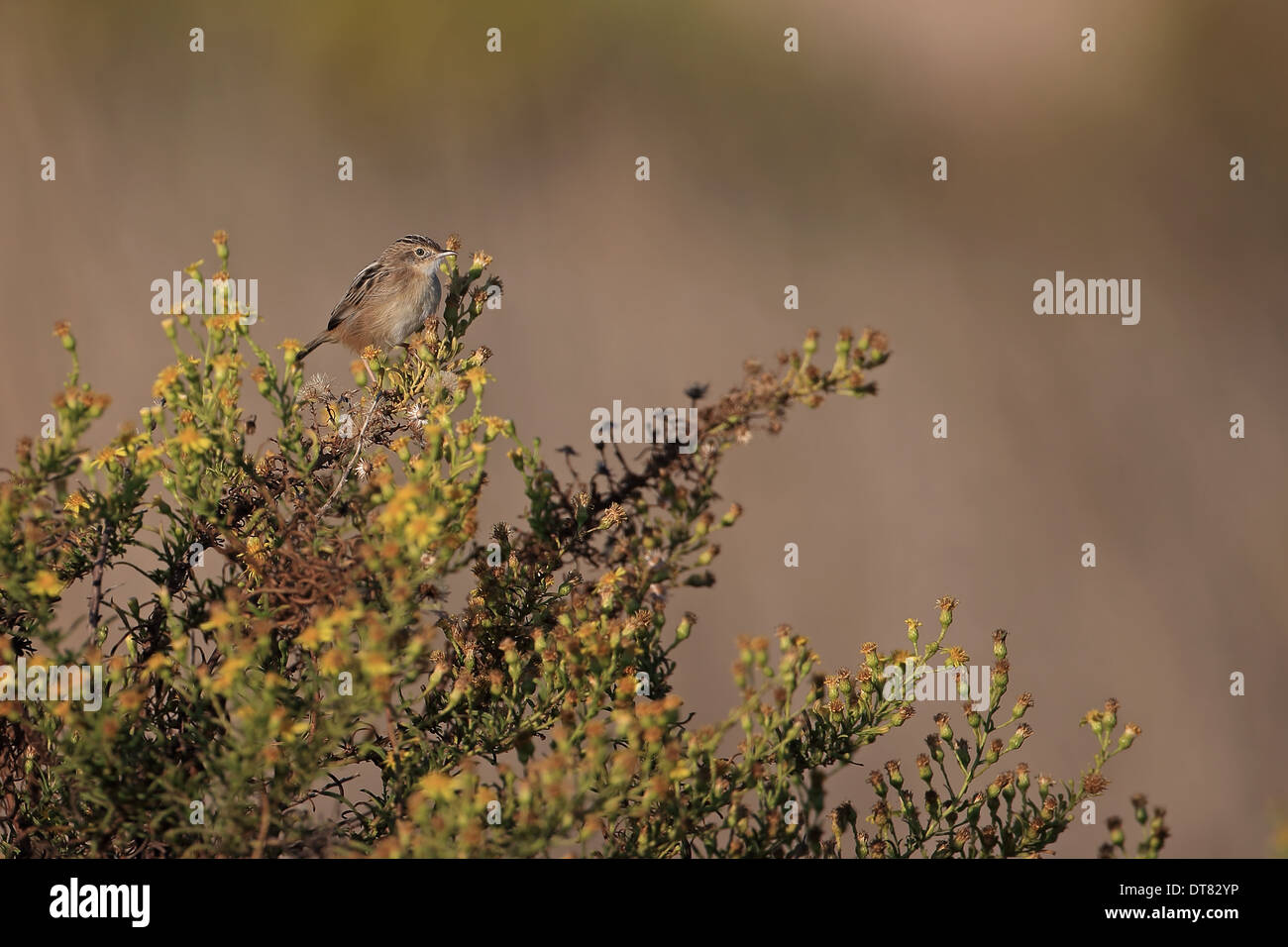 Zitting Cisticola (Cisticola juncidis) adulto, appollaiato sulla boccola, Portogallo, Ottobre Foto Stock