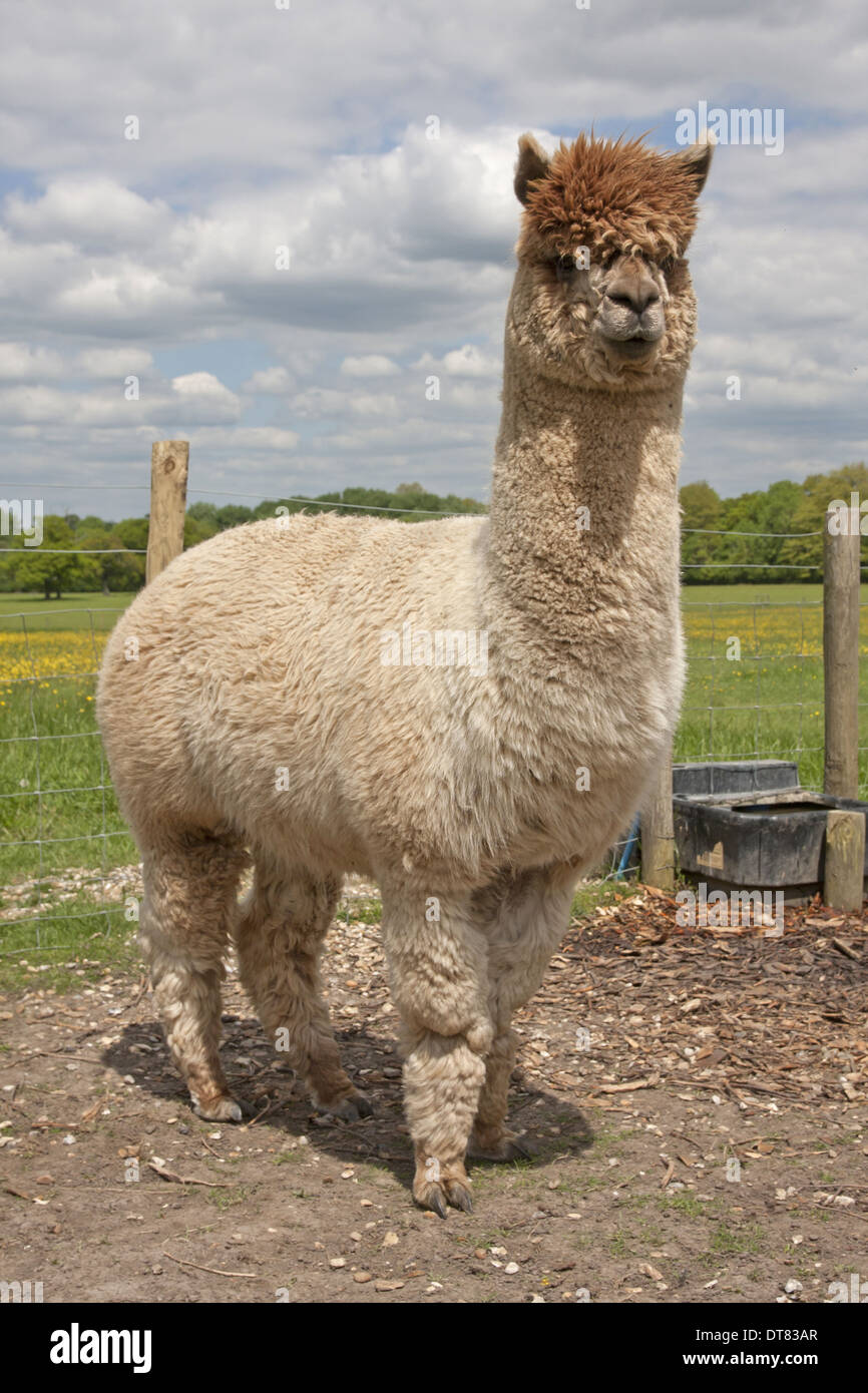 Alpaca (Lama pacos) adulto, in piedi di pascolo, West Sussex, in  Inghilterra, in giugno Foto stock - Alamy