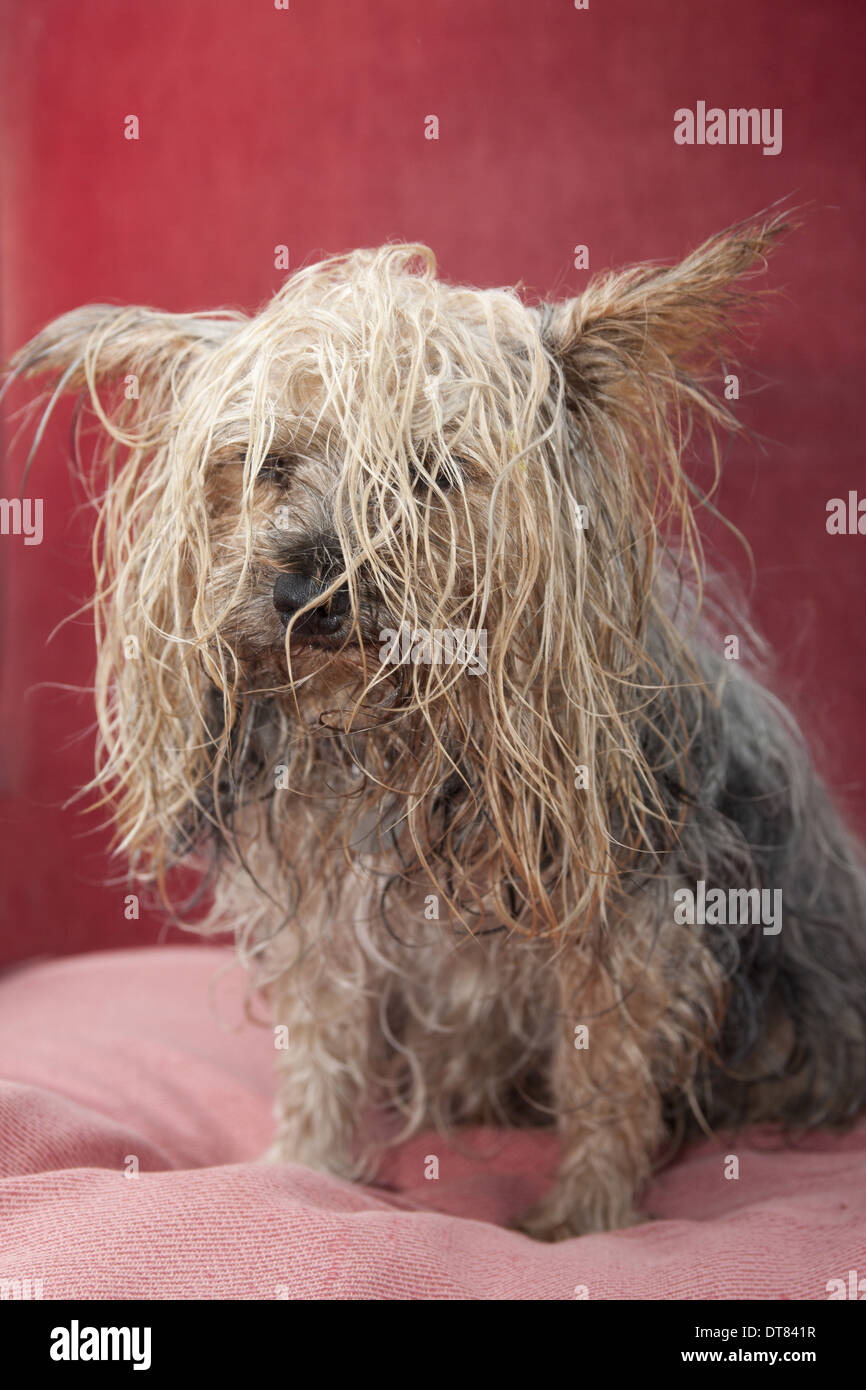 Cane domestico, Yorkshire Terrier, maschio adulto, con aggrovigliato capelli bagnati, Inghilterra, Ottobre Foto Stock