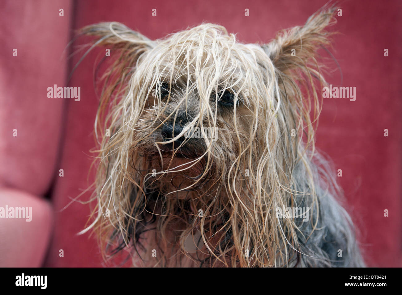 Cane domestico, Yorkshire Terrier, maschio adulto, close-up di testa, con aggrovigliato capelli bagnati, Inghilterra, Ottobre Foto Stock