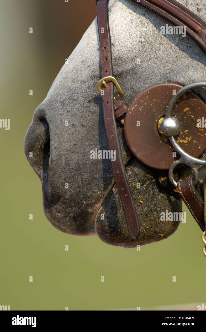 Close up dei bit in cavalli grigi bocca, Foto Stock