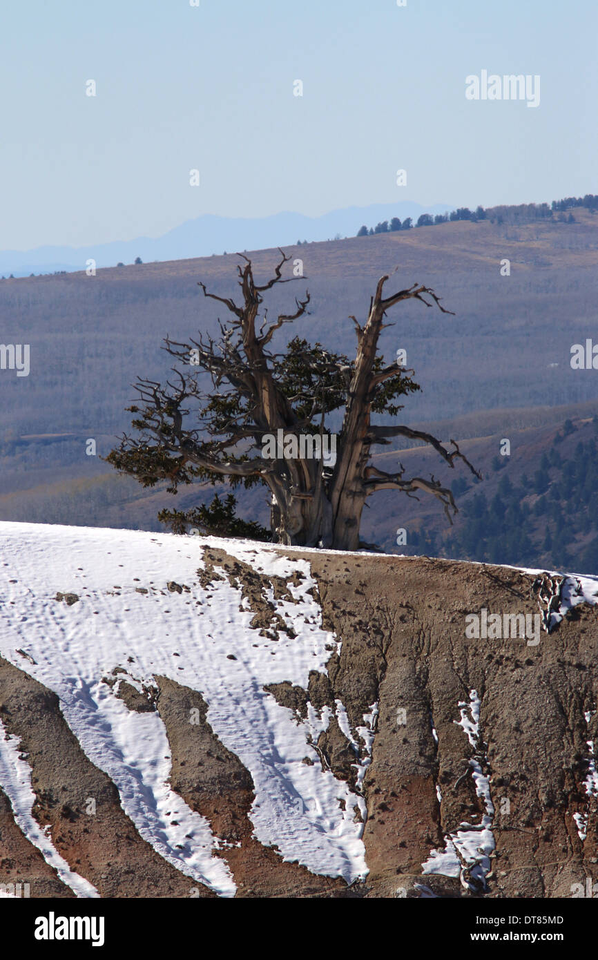 Grande Bacino bristlecone pine trees Cedar Breaks National Monument Utah Foto Stock