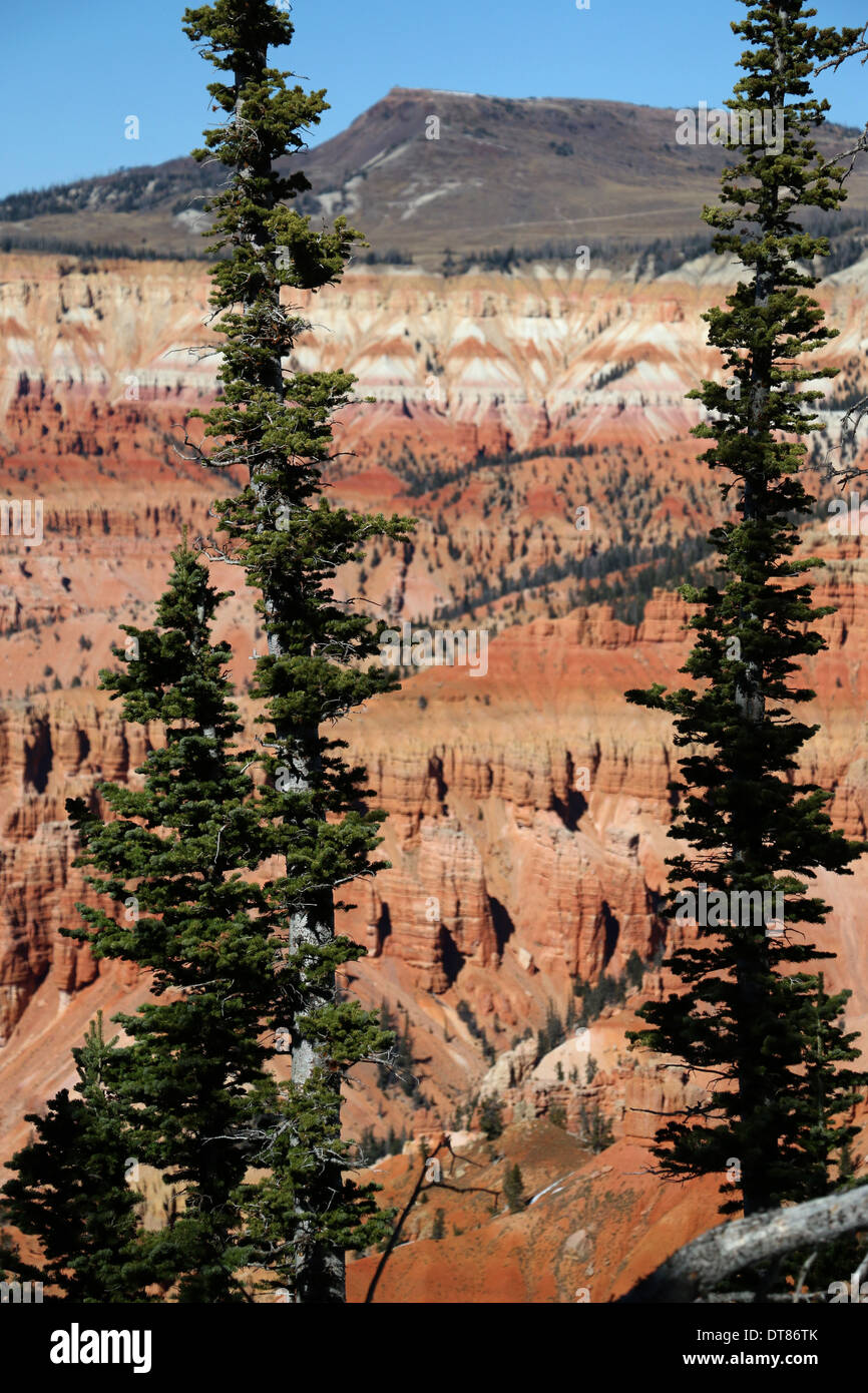 Abete Englemann alberi Cedar Breaks National Monument Utah Foto Stock