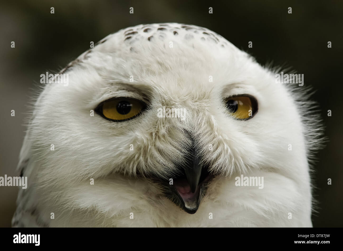 Close up della civetta delle nevi (Bubo scandiacus) Foto Stock