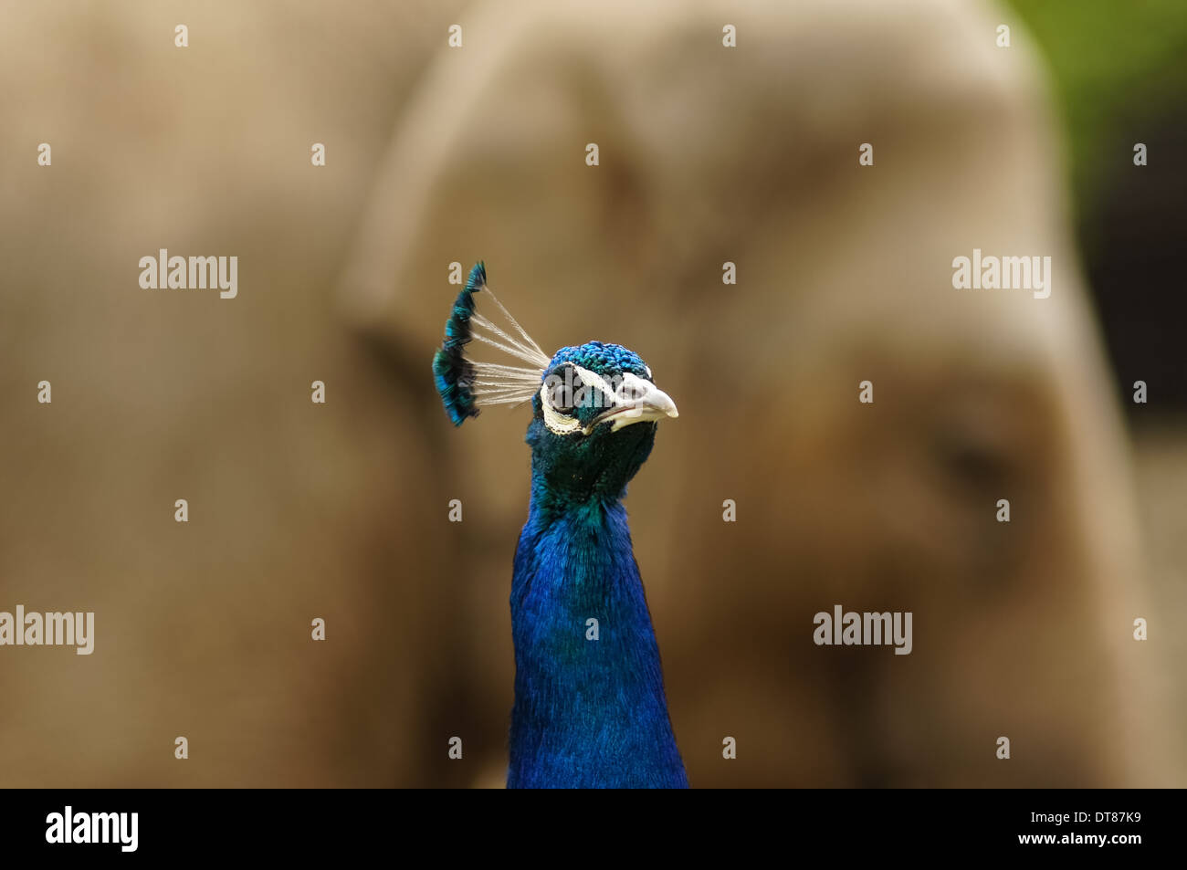 Ritratto di pavone con elefante indiano sullo sfondo Foto Stock