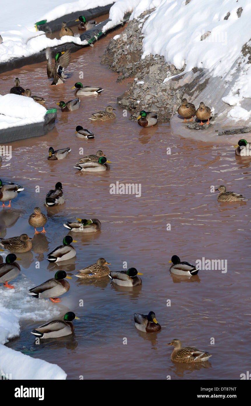 Duck nuotare in acqua più calda del sito in costruzione runoff.. Foto Stock