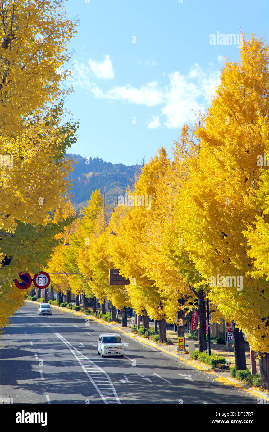 Viale di alberi di ginkgo in colore di autunno sul Koshu-kaido avenue Tokyo Giappone Foto Stock