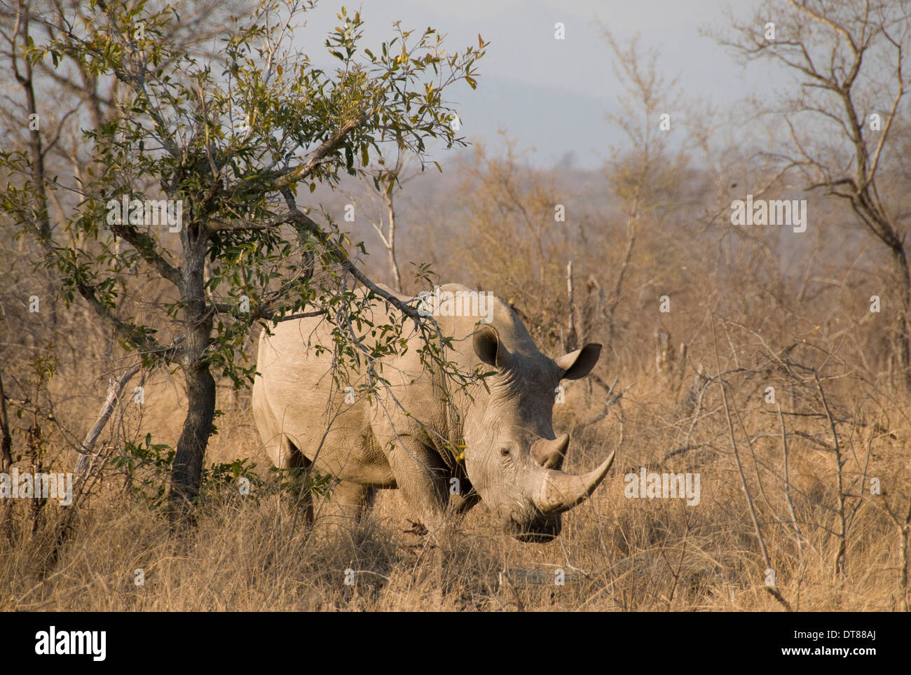 Rinoceronte bianco (Ceratotherium simum), vicino a Berg en Dal Camp, Kruger National Park, Sud Africa Foto Stock