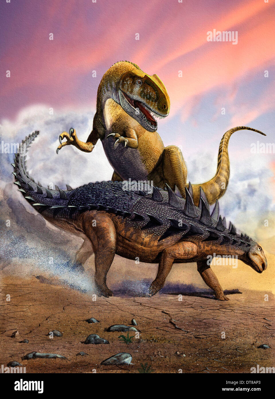 Confronation tra un allosaurid Neovenator ed un Polacanthus dinosauro corazzato durante l'inizio del periodo Cretaceo. Foto Stock