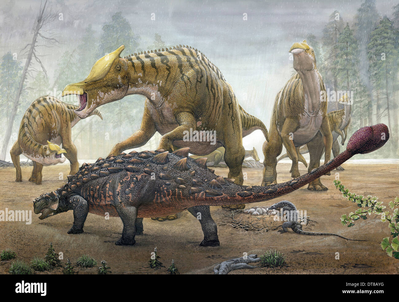Una femmina di Saurolophus tenta di schiacciare una Tarchia dinosauro corazzato come si cerca di distruggere i loro nidi. Foto Stock