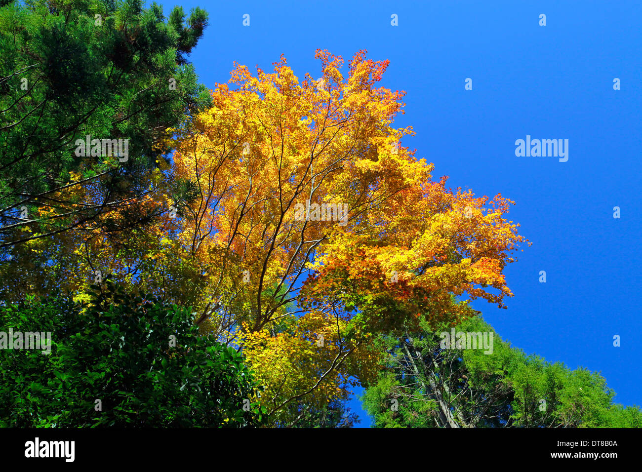 Colore di autunno degli alberi e il blu del cielo il castello di Hachioji Tokyo Foto Stock