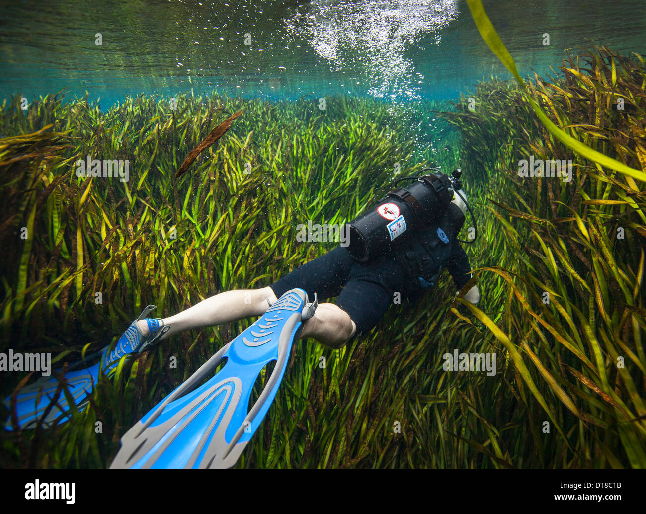 Un subacqueo nuota attraverso un campo di subacquea di nastro di erba. Foto Stock