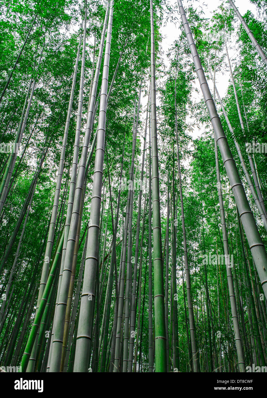 Nizza alberi di bambù panorama lungo il percorso in Arachiyama, Kyoto in Giappone Foto Stock