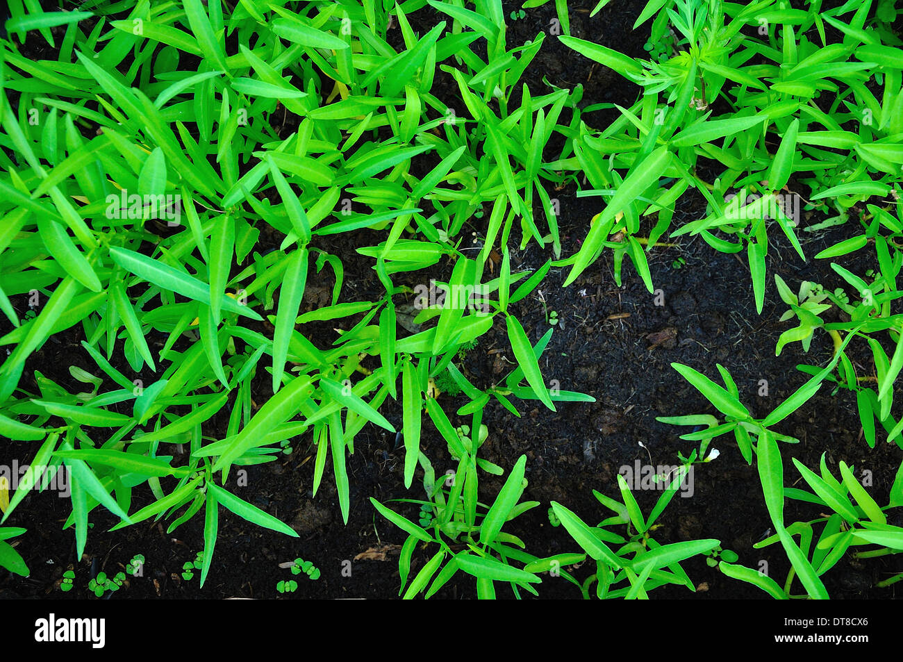 Gloria di mattina a terra Foto Stock