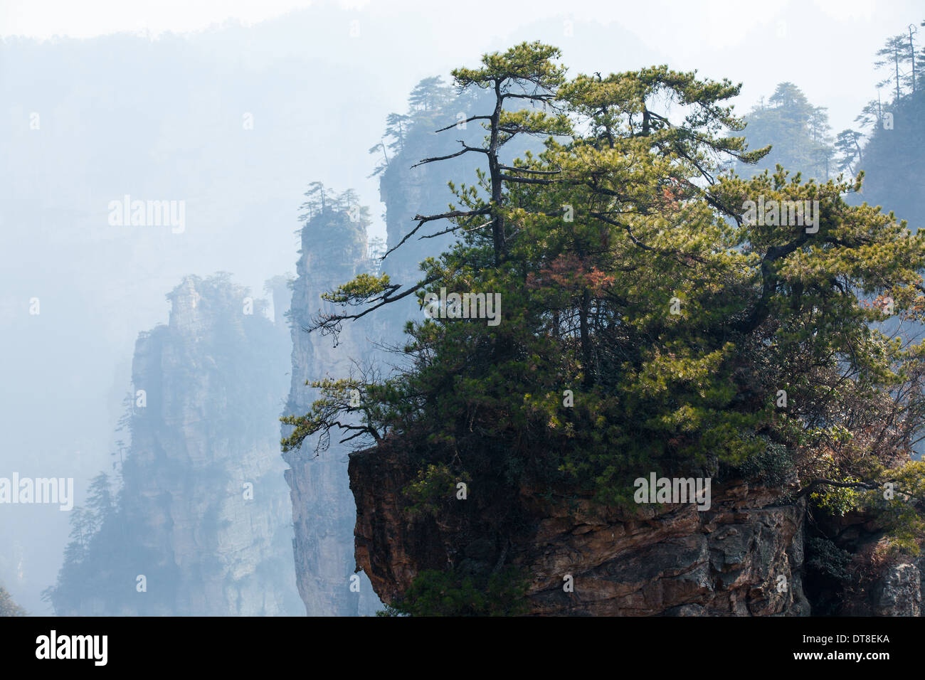 Per sempre verde albero che cresce sulla roccia di montagna, Zhang'Jia'Jie, Hu 'nan Provincia, Cina Foto Stock