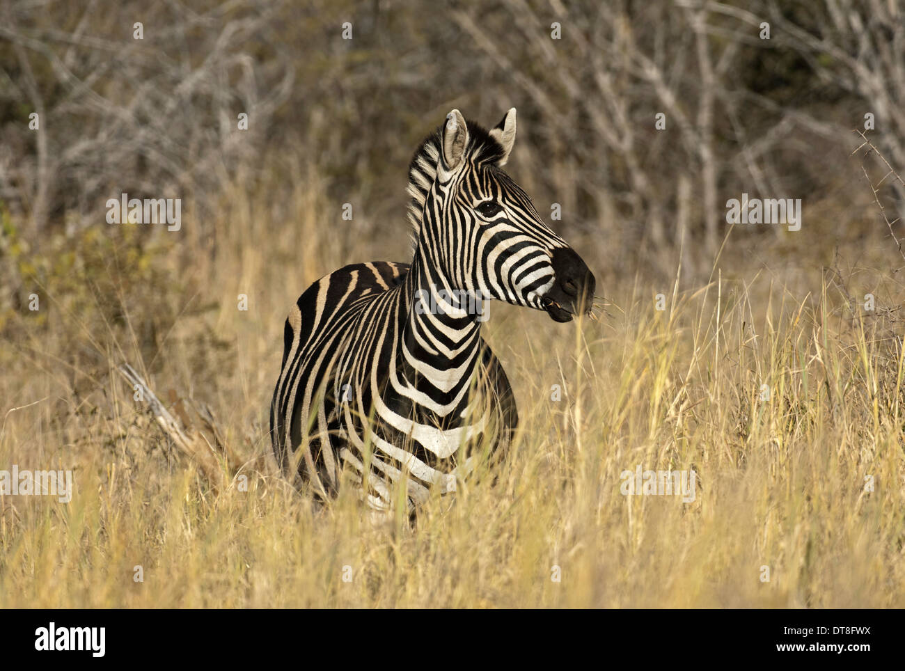 La Burchell zebra, Equus burchelli, Madikwe Game Reserve, Sud Africa Foto Stock